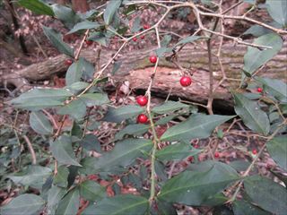 ホソバオオアリドウシ